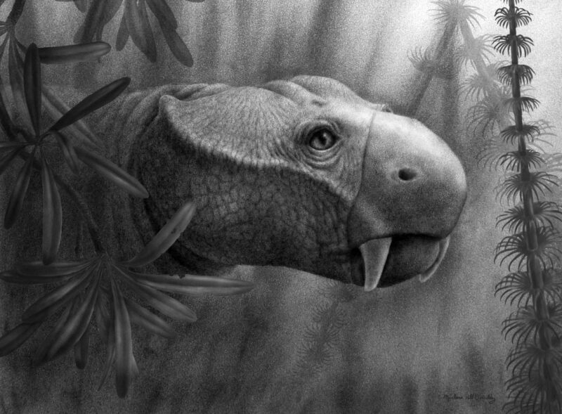 Les examens dentaires fossiles révèlent comment les défenses ont évolué – proviennent d'« animaux très étranges » appelés Dicynodontes