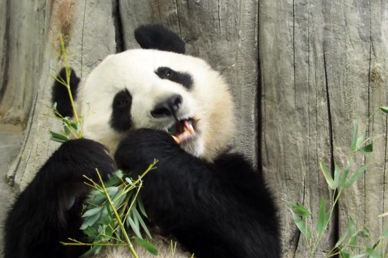 Panda géant mangeant