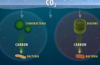 Ocean Carbon