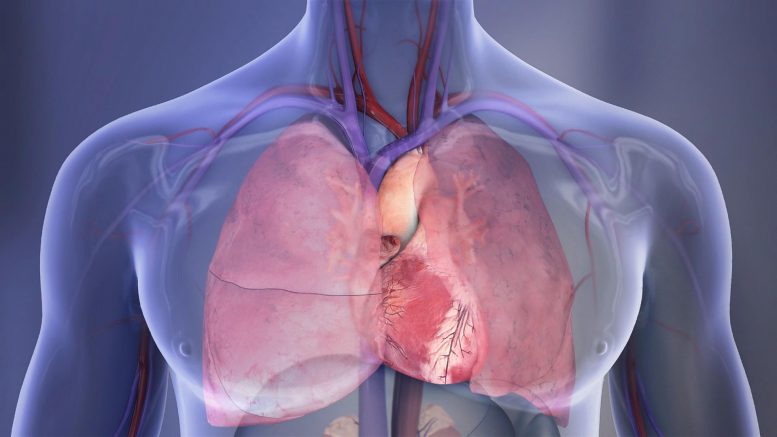 Illustration du coeur et des poumons