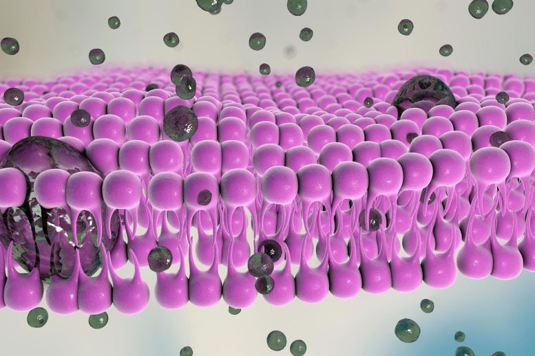 Cellule Plasma Membrane