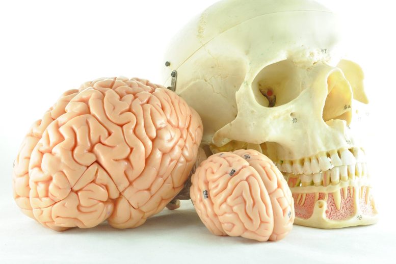 Modèles de crâne de cerveau humain