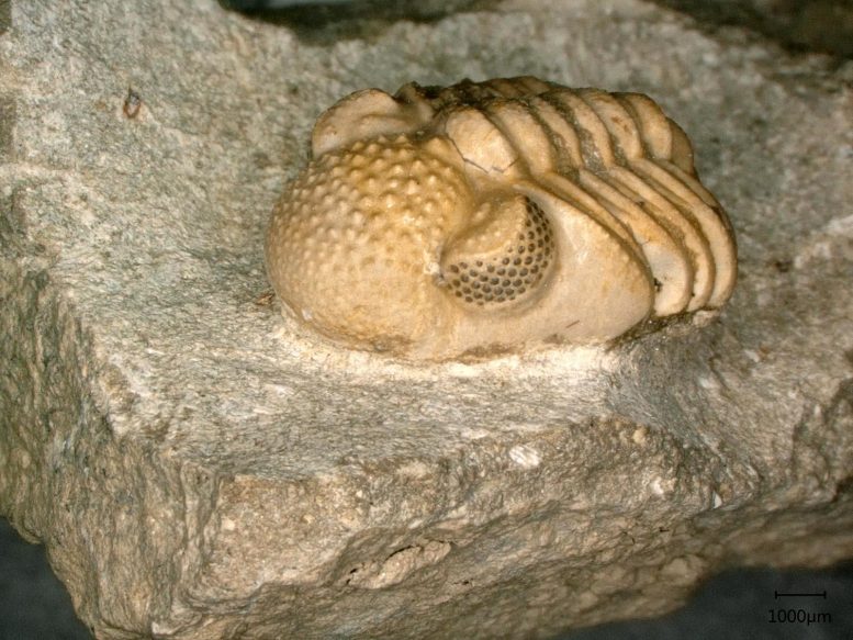 Trilobite Hyper-Oeil