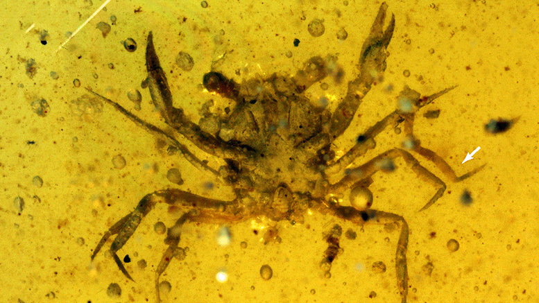 Des chercheurs découvrent le premier crabe de l'ère des dinosaures entièrement conservé dans de l'ambre vieux de 100 millions d'années