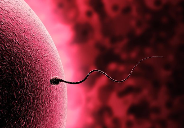 Sperme et ovules