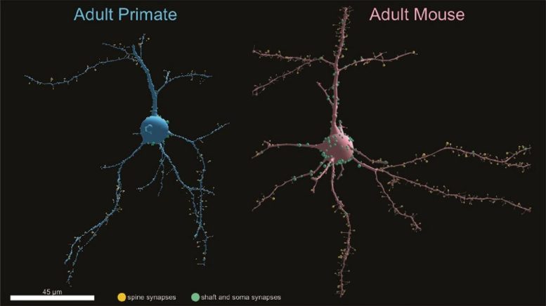 Neurones de primates et de souris