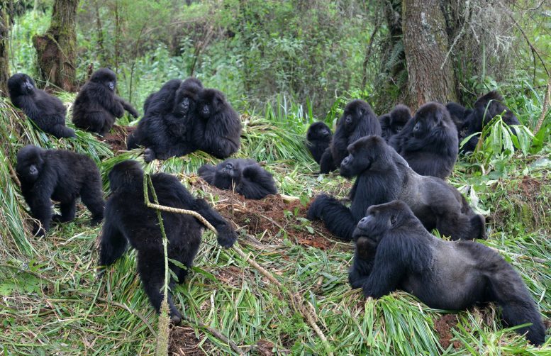 Groupe de gorilles
