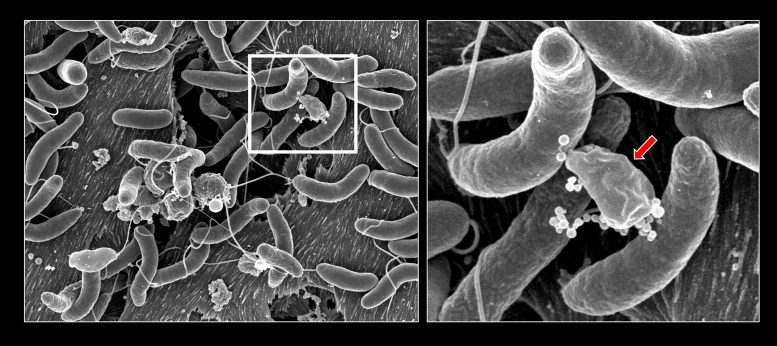 Croissance et compétition de Vibrio Cholerae