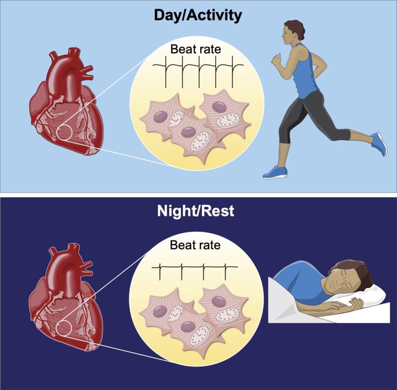 Fréquence cardiaque jour vs nuit