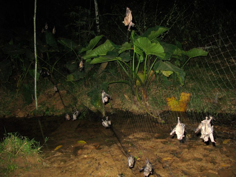 Chauves-souris capturées pendant la surveillance des virus zoonotiques