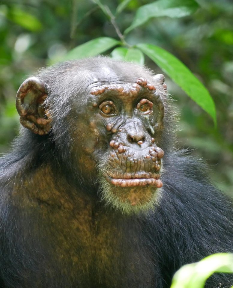 Chimpanzé de Woodstock avec la lèpre