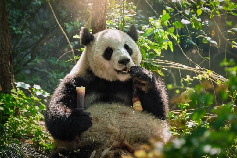 Panda géant en Chine