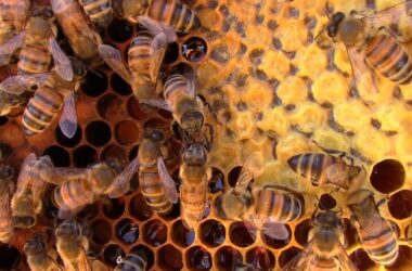 Les abeilles utilisent la distanciation sociale pour se protéger des parasites