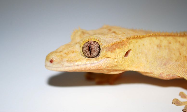 Gecko de deuil