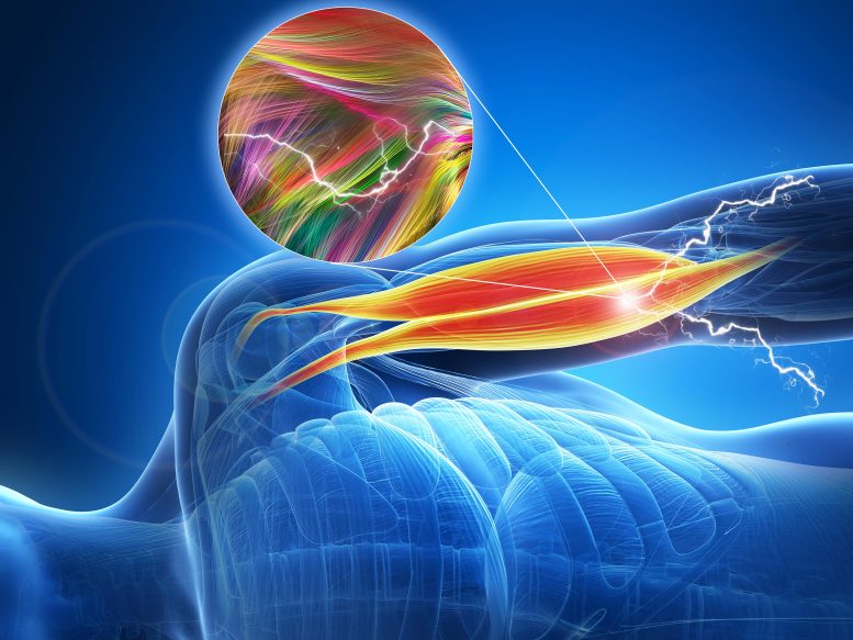 Nanotubes semi-conducteurs organiques dans le muscle artificiel