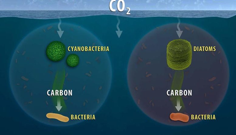Carbone océanique