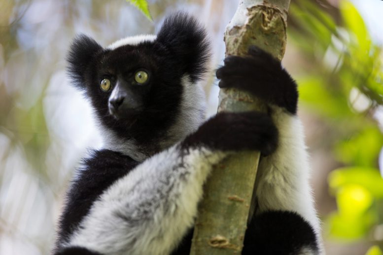 Primate Indri Chantant De Madagascar