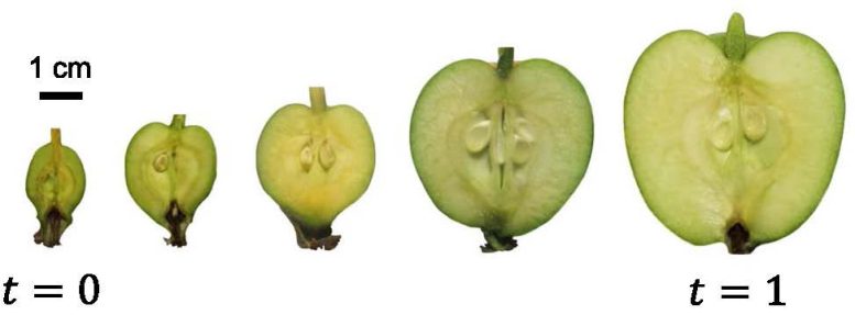 Coupes transversales de pomme