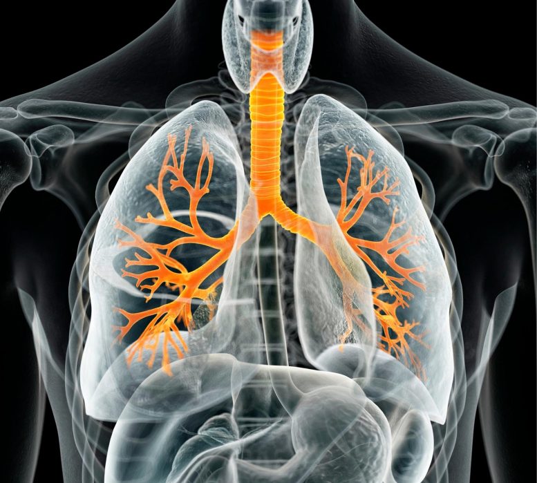 Illustration des poumons humains