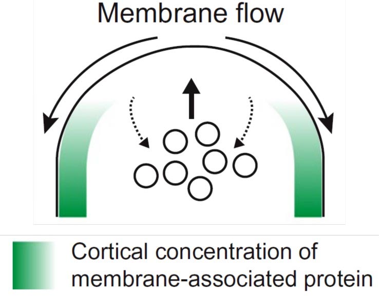Biologie des cellules à flux membranaire