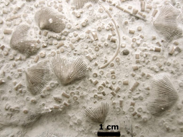 Fossiles des affleurements de l'Ordovicien