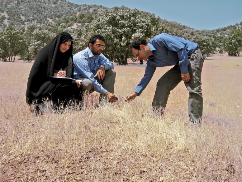 Blé sauvage en quête de nourriture dans les montagnes centrales du Zagros dans l'ouest de l'Iran
