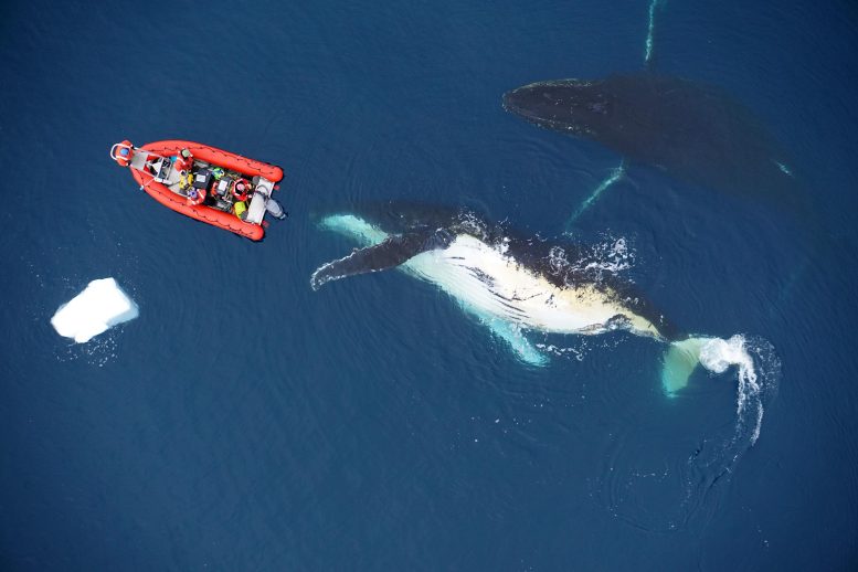 Des scientifiques enquêtent sur une baleine à bosse