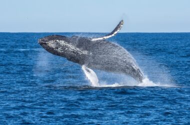 Les plus grandes baleines du monde mangent 3 fois plus qu'on ne le pensait auparavant, ce qui amplifie leur rôle d'ingénieurs des écosystèmes mondiaux