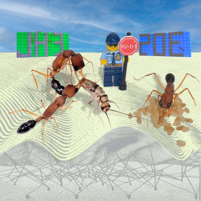 Kr-h1 stabilise le rôle social des fourmis