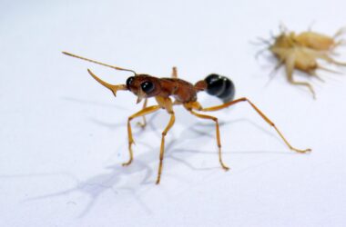 Gamergate : une molécule unique contrôle le passage inhabituel des fourmis du statut de travailleur à celui de reine