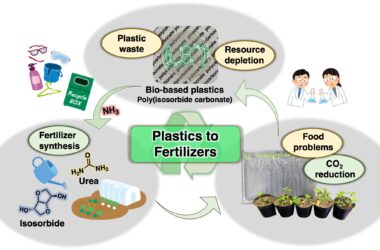 Des plantes à partir de plastiques : transformer des polymères biosourcés en engrais