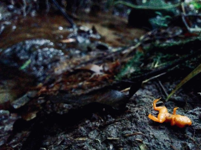 Mortalité des petites grenouilles dans la forêt tropicale atlantique