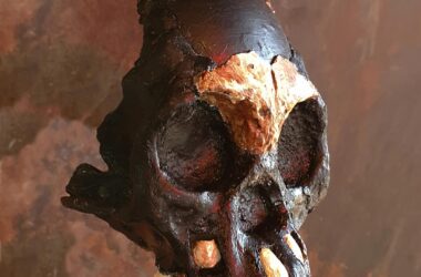 Un enfant des ténèbres : le premier crâne partiel d'un enfant d'Homo naledi trouvé dans une grotte près de la « chambre du chaos »
