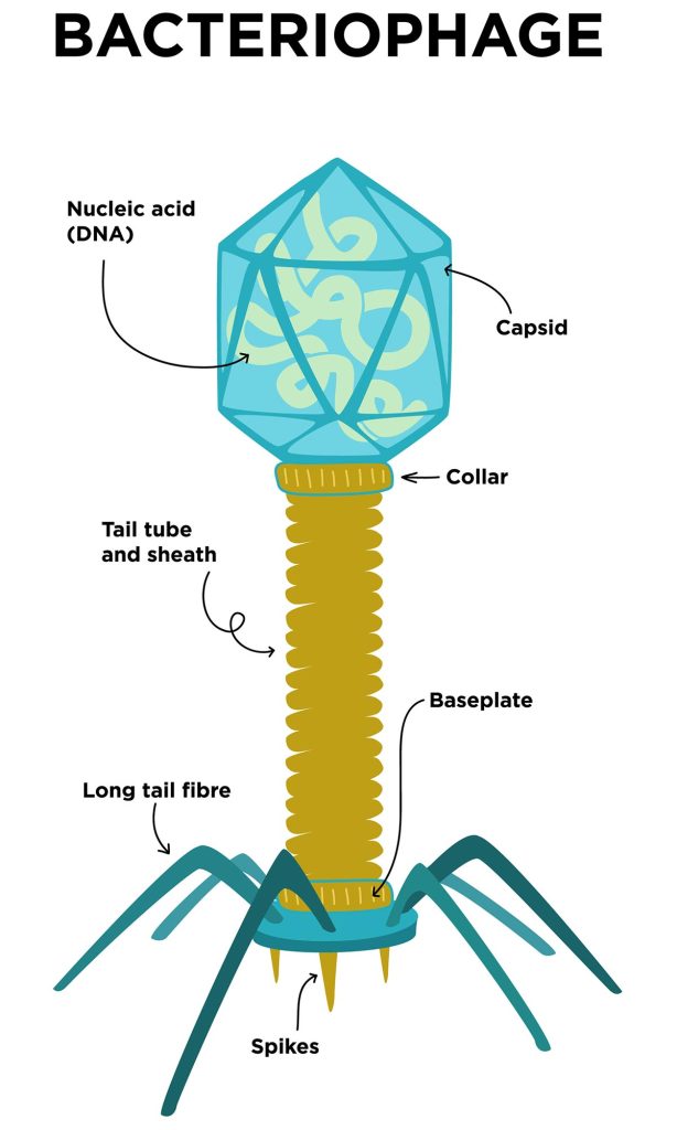Diagramme du bactériophage