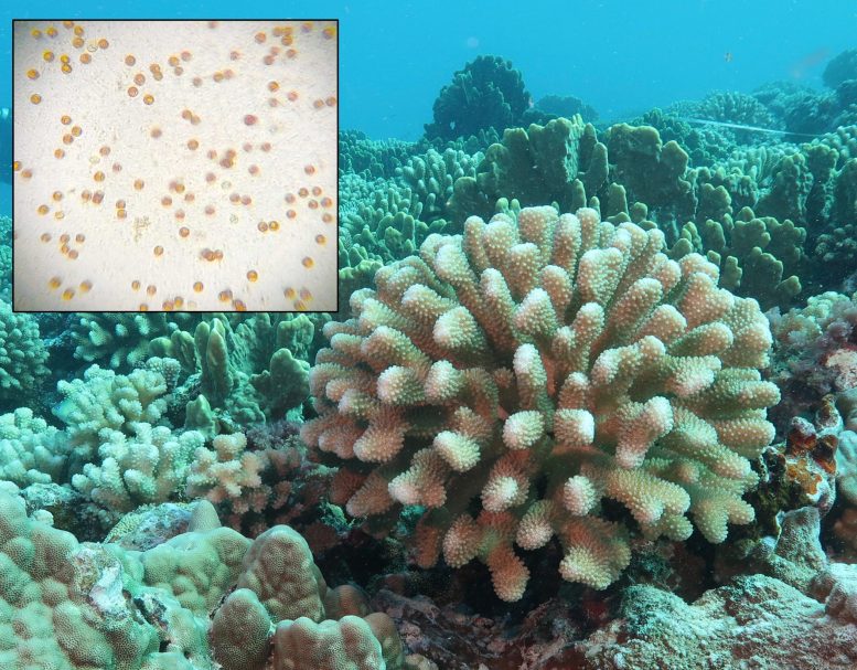 Corail protégé par les dinoflagellés