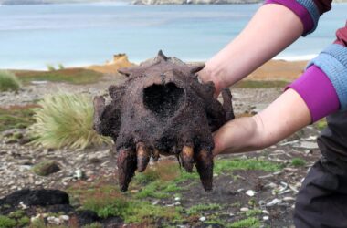 Des preuves d'activité humaine préhistorique découvertes sur les îles Falkland