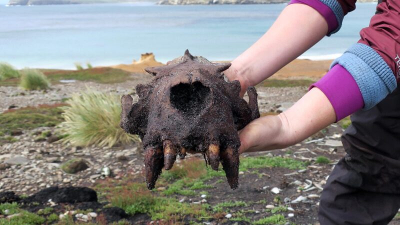 Des preuves d'activité humaine préhistorique découvertes sur les îles Falkland
