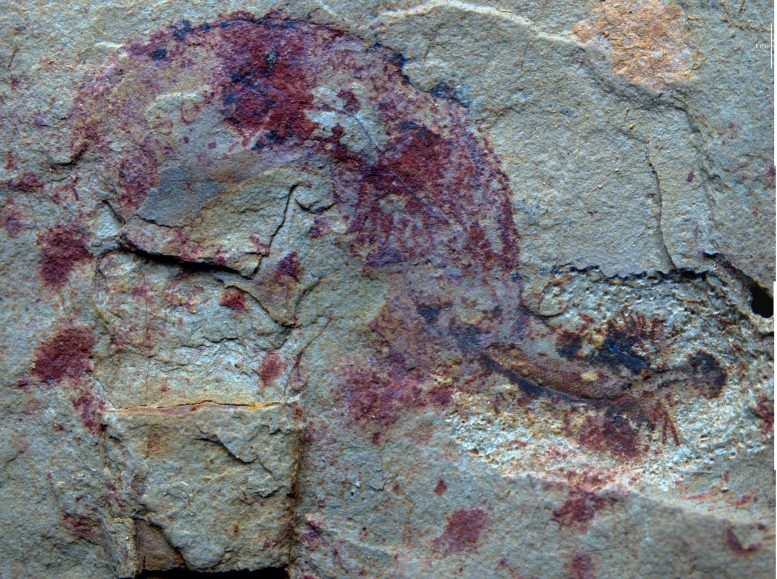 Pénis Ver Fossile 3