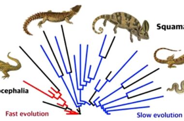 First Lizards and Snakes Evolved Slowly