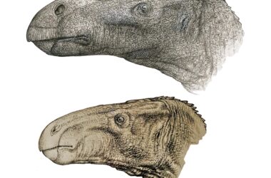Découverte d'une nouvelle espèce de dinosaure iguanodontique sur l'île de Wight