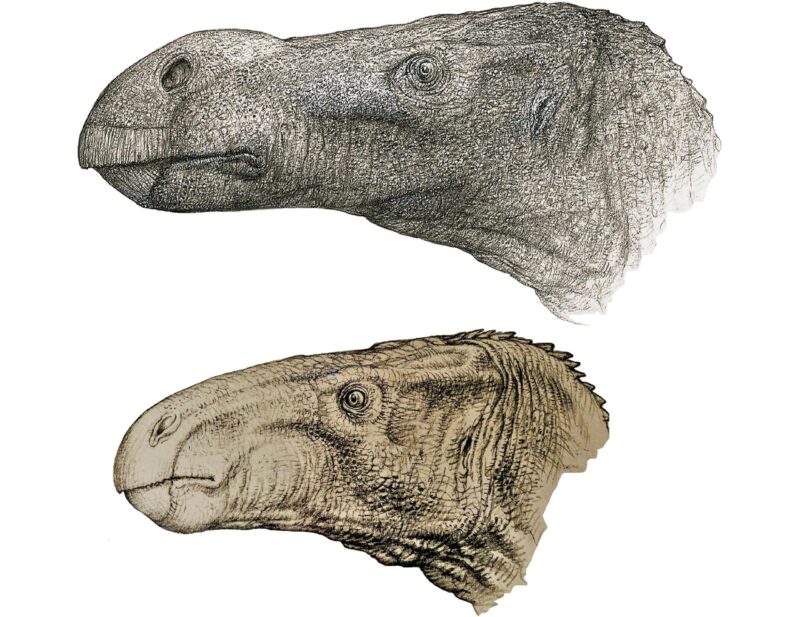 Découverte d'une nouvelle espèce de dinosaure iguanodontique sur l'île de Wight
