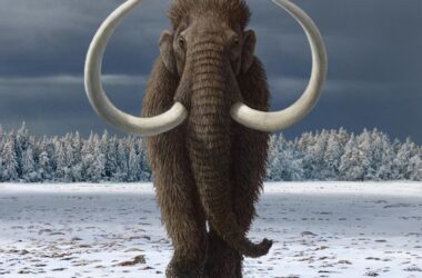 Les humains ont joué un rôle important dans l'extinction du mammouth laineux