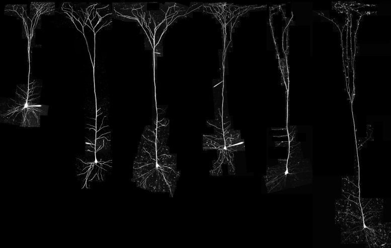 Neurones pyramidaux de différentes espèces