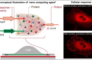Informatique cellulaire : la « porte logique » ouvre la voie à des ordinateurs à l'échelle nanométrique pour traiter le cancer et d'autres maladies
