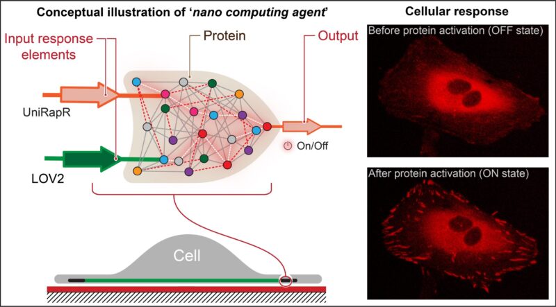 Informatique cellulaire : la « porte logique » ouvre la voie à des ordinateurs à l'échelle nanométrique pour traiter le cancer et d'autres maladies
