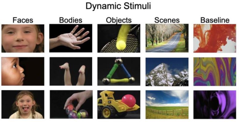Stimulus dynamiques