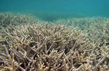 Healthy Coral Reef Northern Mariana Islands