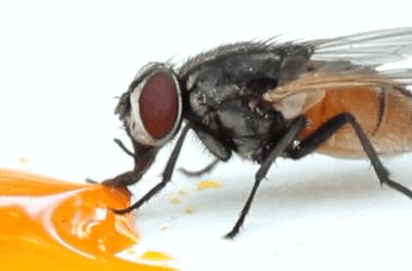Les mouches vomissent-elles vraiment lorsqu'elles atterrissent sur votre nourriture ?