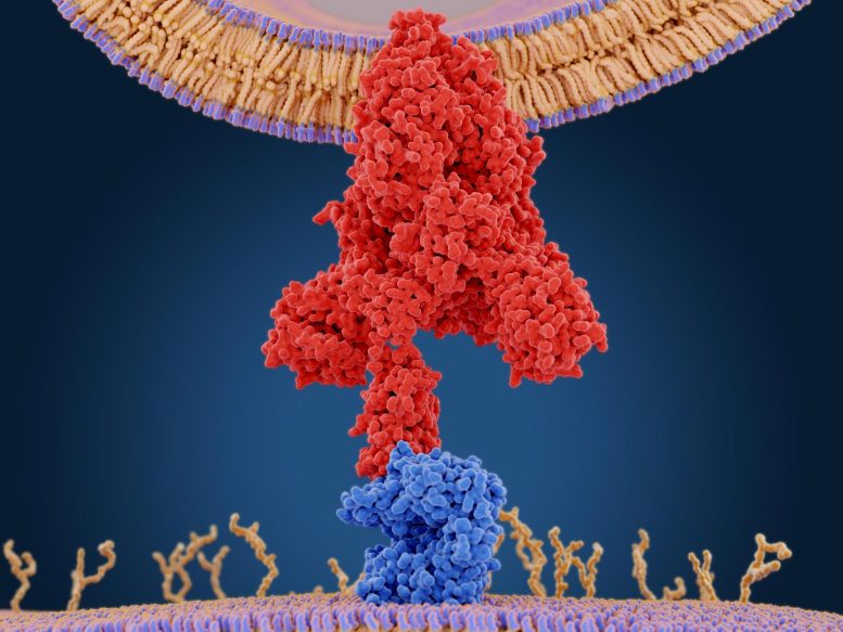 La protéine de pointe médie l'entrée du coronavirus dans les cellules hôtes