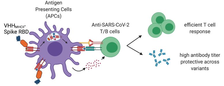 Vaccin protéiné contre le SRAS-CoV-2